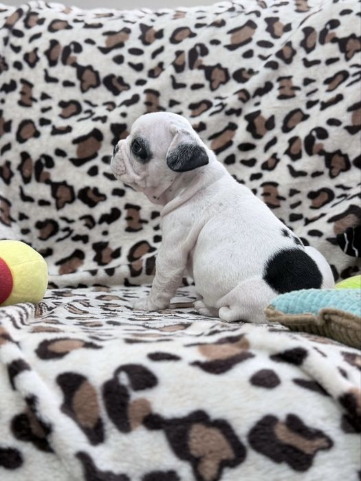 Bulldog Francês macho