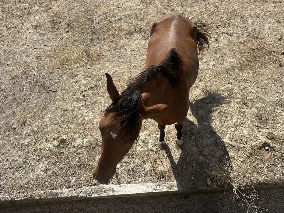 Égua cruzada com documento