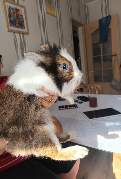 Sprzedam królika + klatka