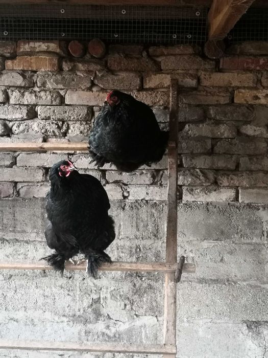 Kochin olbrzymi czarny parka