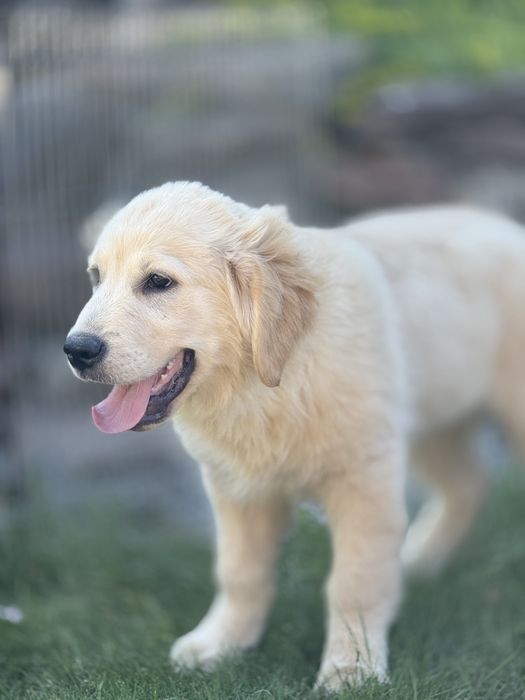 Golden Retriever Gotowy do odbioru