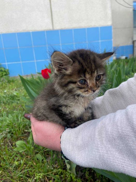 Кошеня, хлопчик, 1 місяць