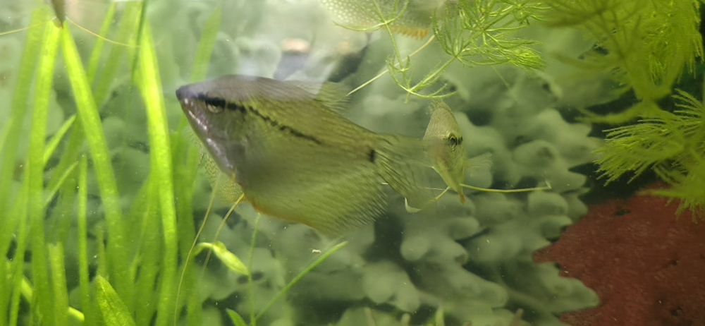 Gurami mozaikowe