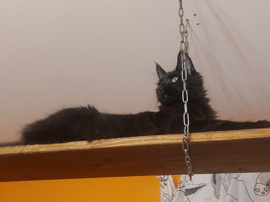 3miesieczny kocurek czarny, MAINE COON