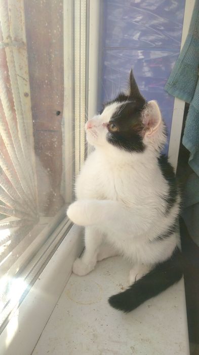 Кошеня, дівчинка, 4 місяців в пошуках господаря