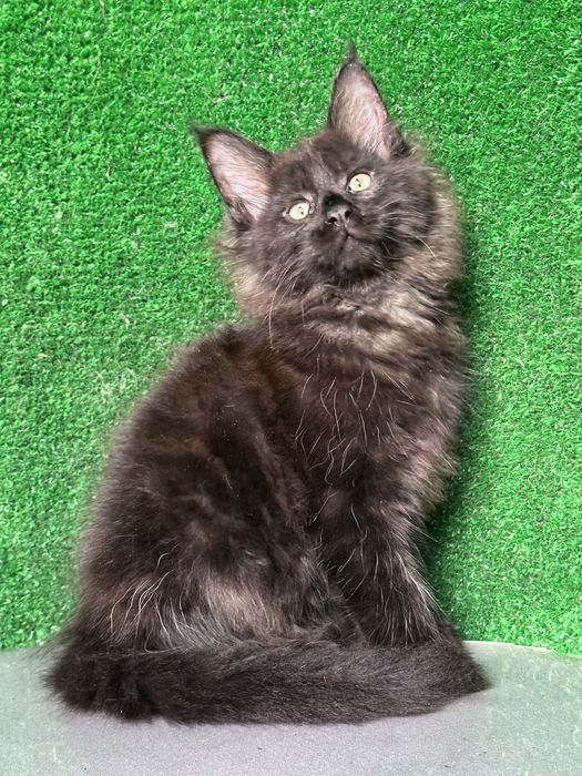 Мальчик мейн кун, черный