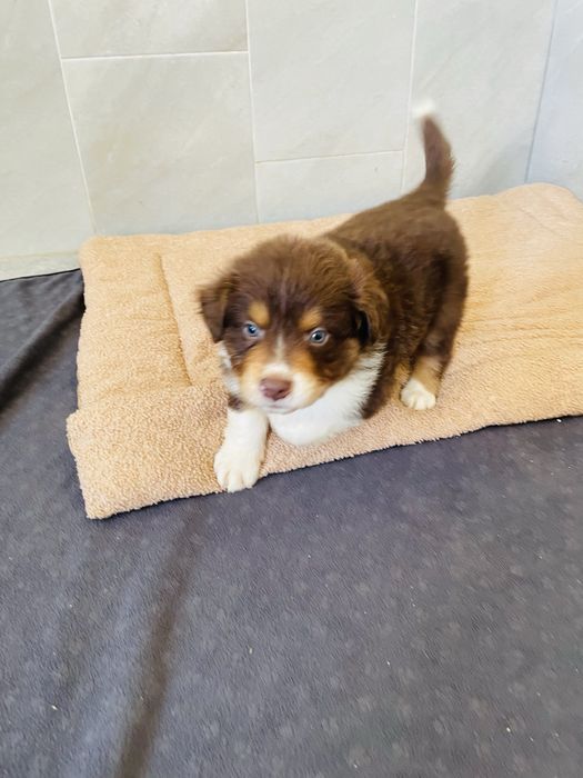 Pastor australiano com LOP