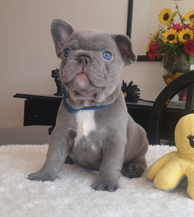 Bulldog Francês Lilac exelente genética
