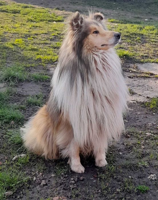 Кобель колі чекає на побачення.