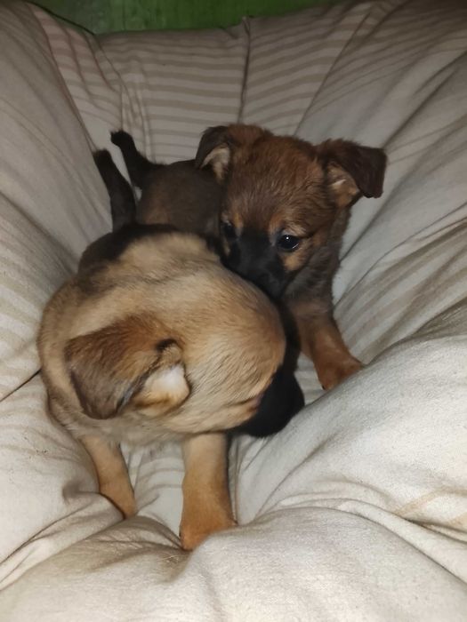 Oddam za darmo szczeniaczki