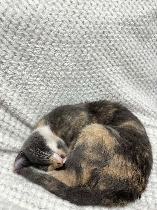 Нашлась кошечка отдаю в хорошие руки