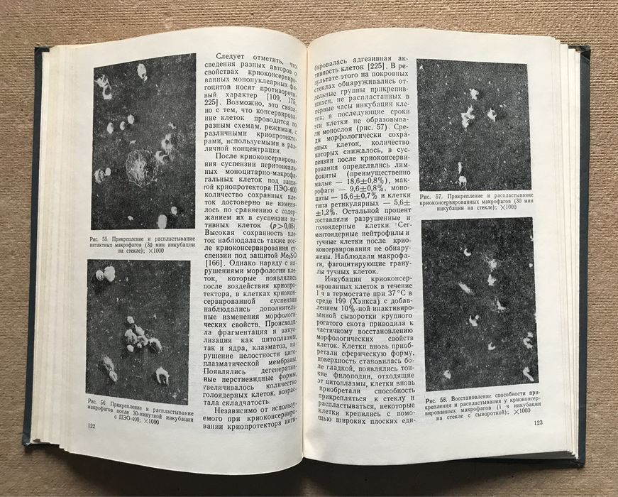 Криоиммунология. Цуцаева А.А., Гольцев А.Н., Попов Н.Н.
