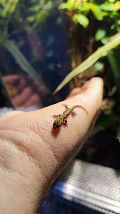 Młode gekony płaczące terrarium vivarium