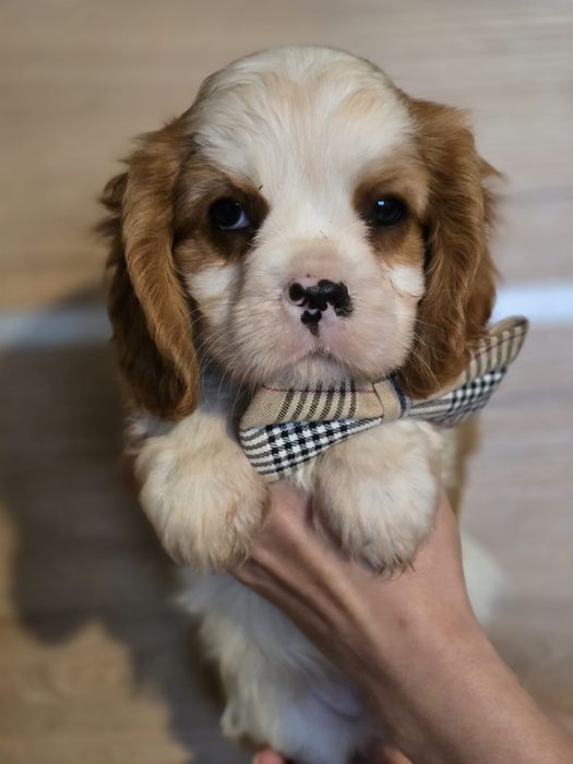 Dla Ciebie wszystko dorosły w kategorii Cavalier king charles