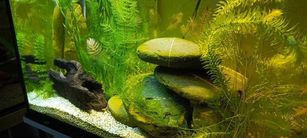 Vendo aquário com tampa, 130 litros