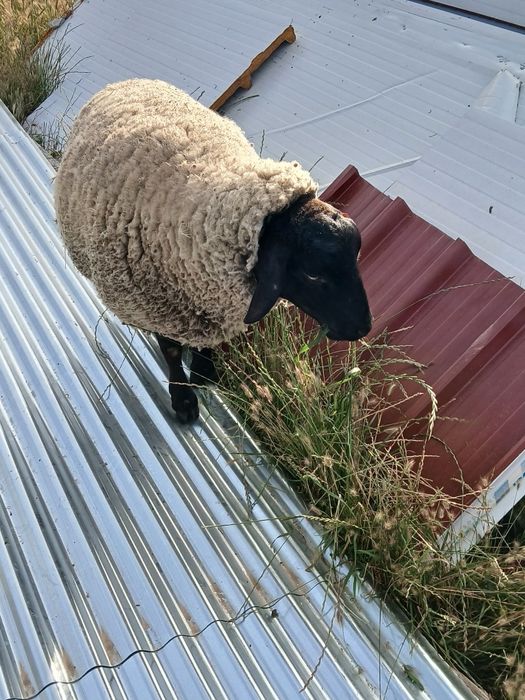Ovelhas  suffolk