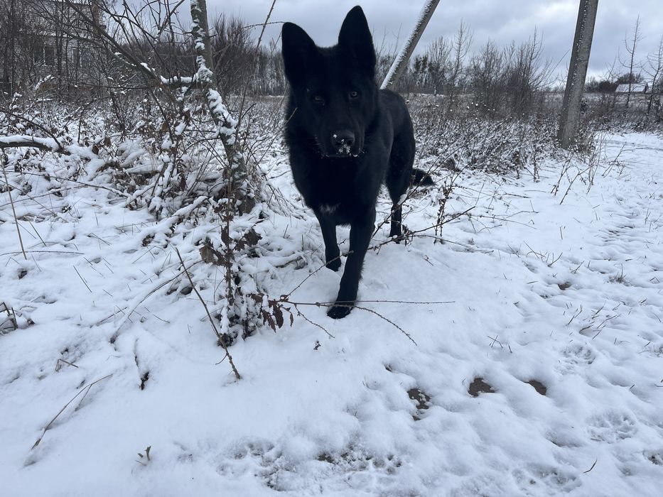 Вівчарка (для спарки)