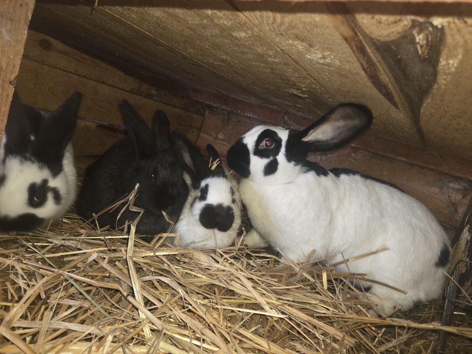 Samica Srokacz OSC 1.5 roku