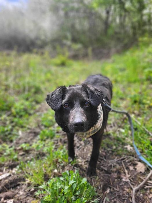 Kulka na tropie domu