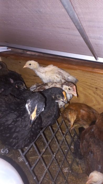 Frangos de várias raças cruzadas