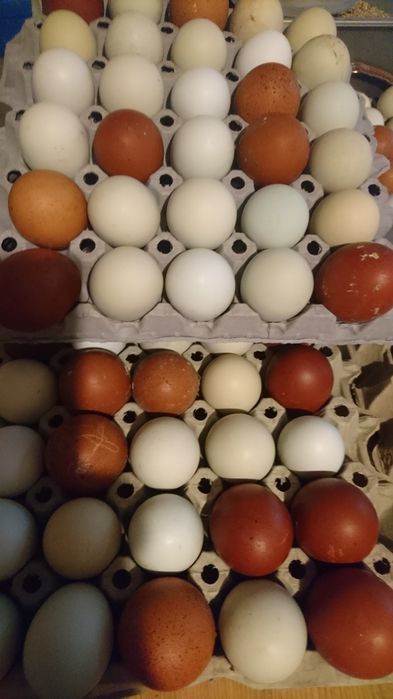 Jaja wiejskie z wolnego wybiegu, kolorowe