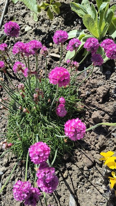 Вероніка 'Синій букет' .  Армерія рожева і біла у горщику