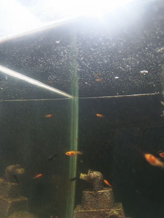 Sprzedam rybki do akwarium