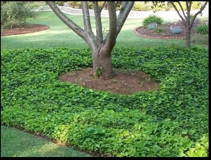 Bluszcz na ściany płoty sadzonki 100 cm 50 sztuk zasłona od sąsiadów