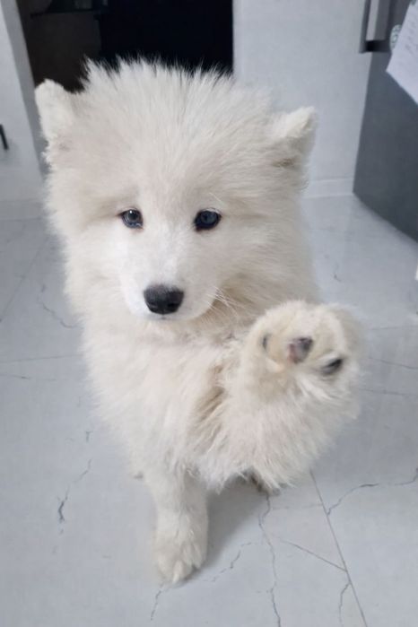 SAMOYED  ZKwP FCI  plany hodowlane na 2026