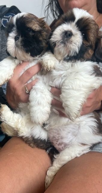 SHIH-TZU Pieski z Rodowodem