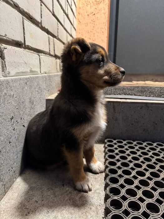 Віддам  цуценя , вік 3 місяця