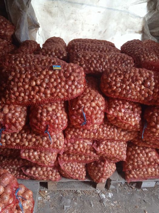 Семена /Насіння цибулі чернушка лук ціна договірна