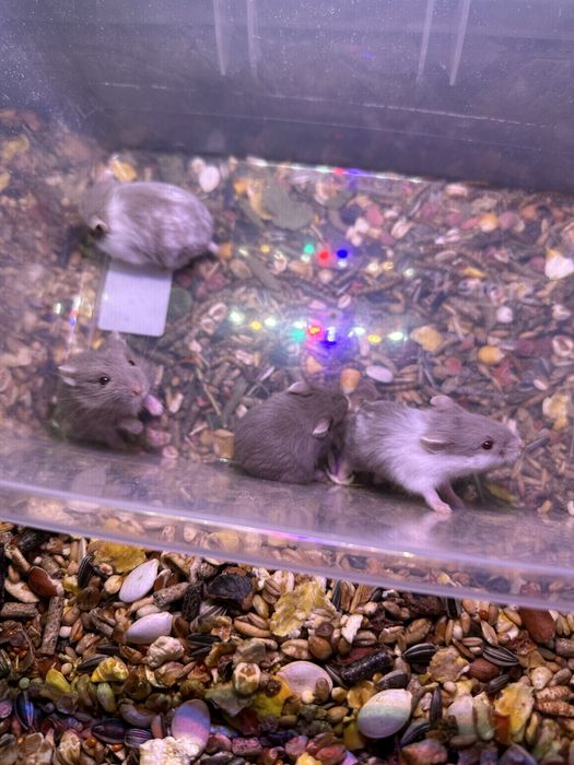 Джунгарики хом'яки