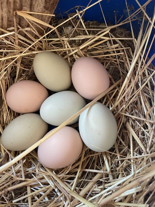 Ovos do Campo - Quintinha