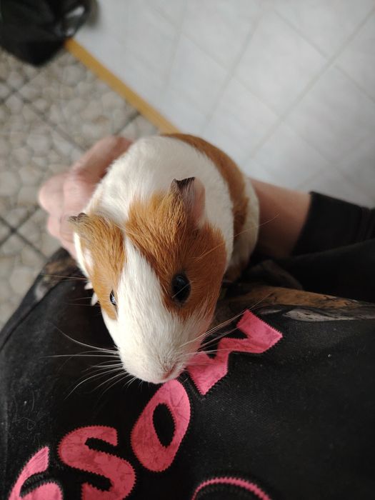 Отдам Морскую Свинку