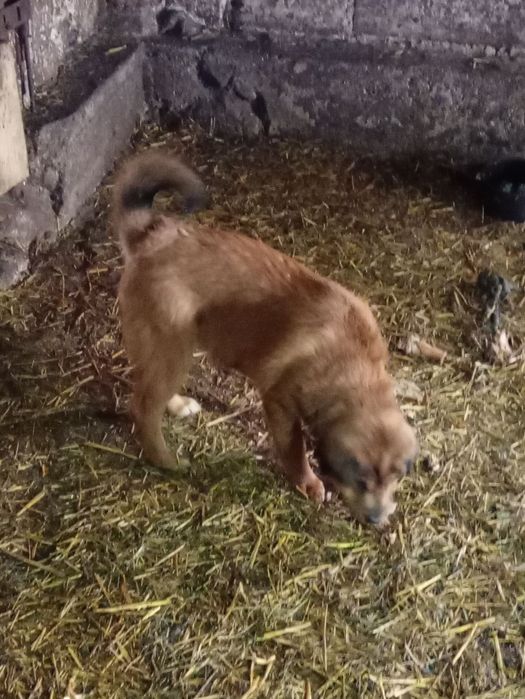 Oddam 3 pieski w dobre ręce