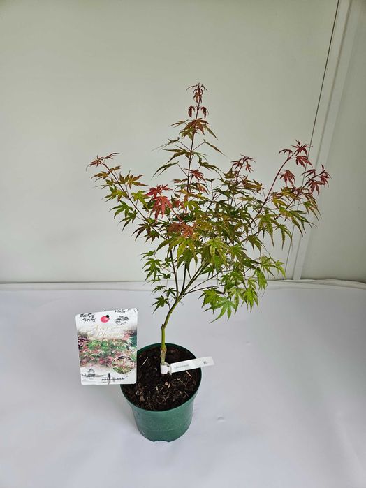 Klon palmowy 'Phoenix' (Acer palmatum 'Phoenix')