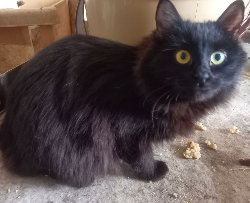 Отдам котят бесплатно