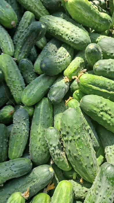 Ogórki gruntowe na naturalnym nawozie