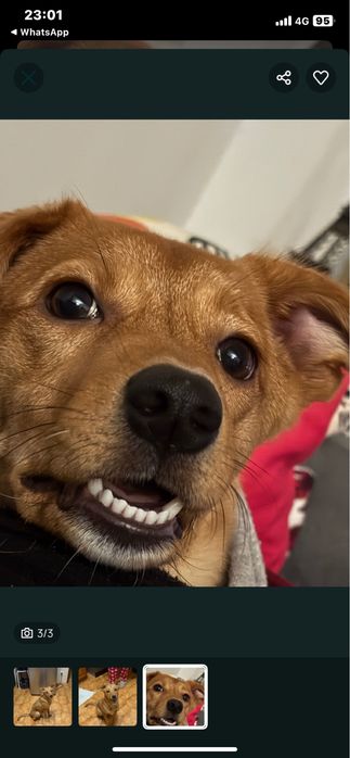 Adoção Responsavél