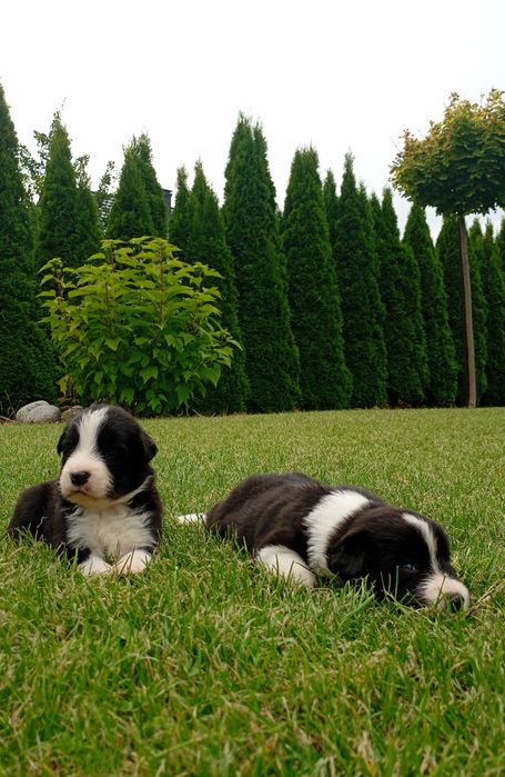 Pieski  Border Collie FCI ZKwP