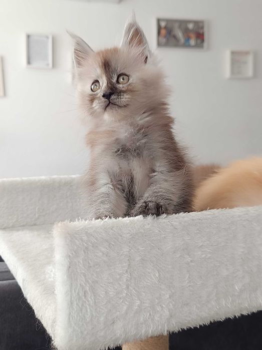 Bentley - Piękny kocurek Maine coon/prawdziwa domowa chodowla/