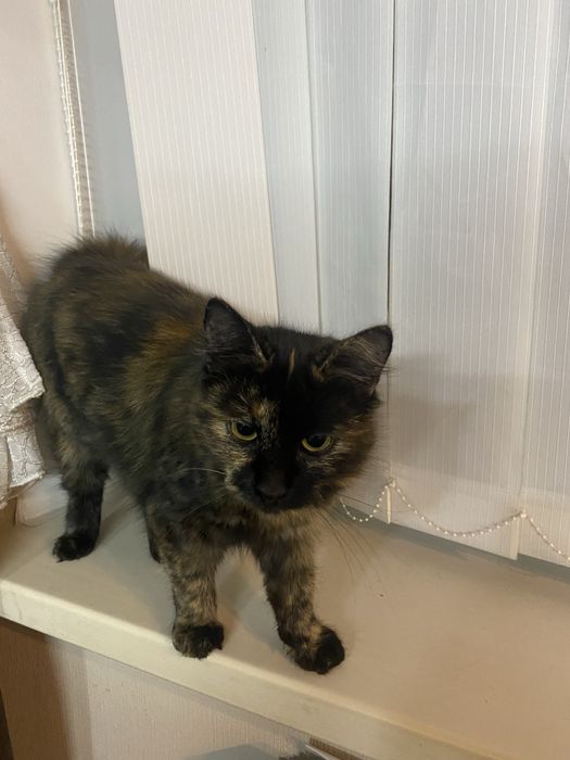 Отдам в добрые руки