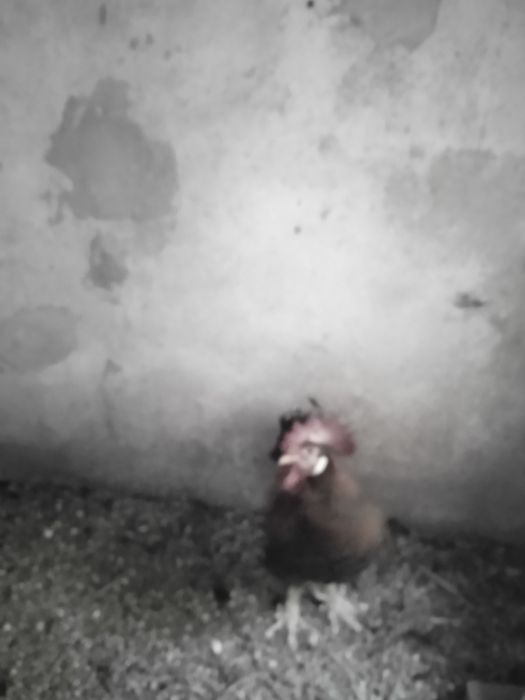 Vendo Garnizes puros