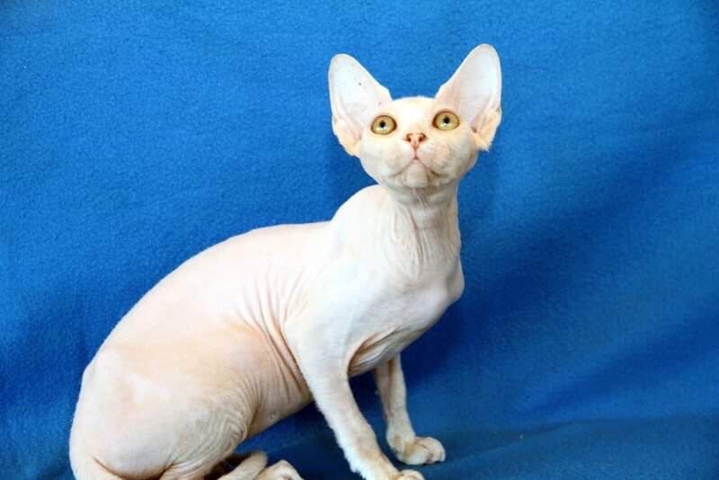 Белые и чёрные котята