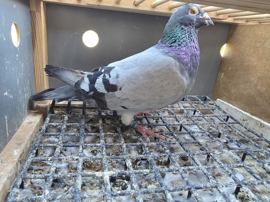 Gołębie pocztowe