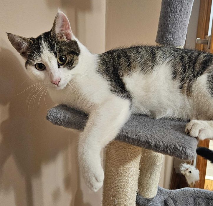 Zeus kocha ludzi, kocha koty, kocha zabawki