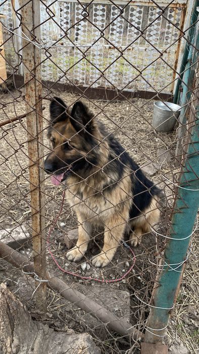 Чудесная немецкая овчарка ищет дом