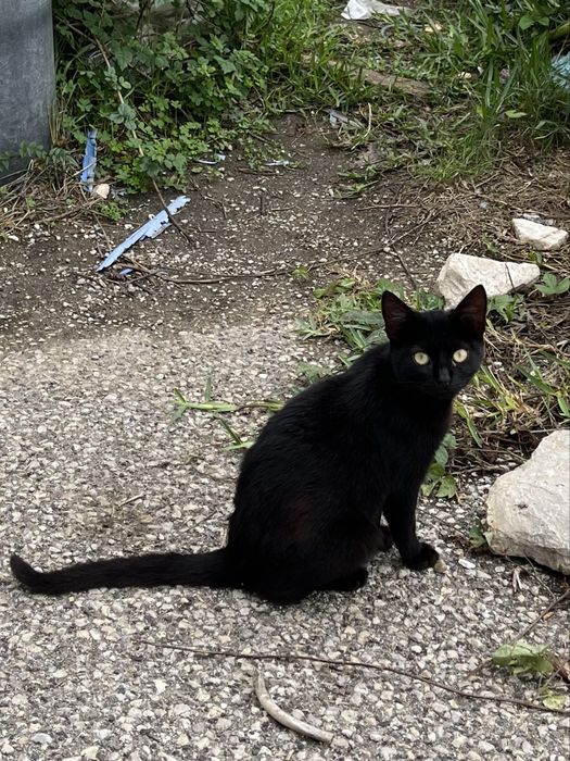2 gatas pretas para Adoção!
