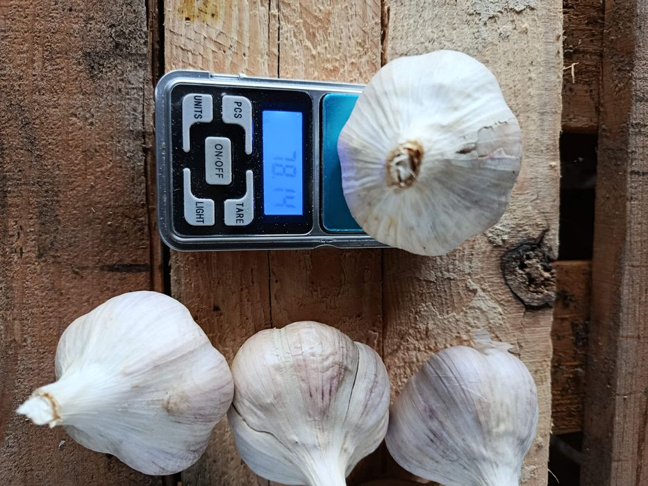 Продам часник сортів Москаль та Козак